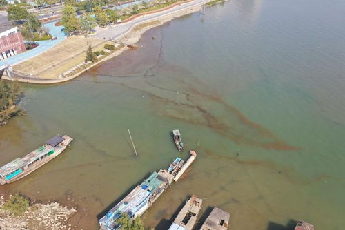 多地海边惊现神秘爆爆珠现象