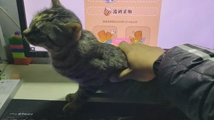 狸花猫把橘猫踢成直立形态