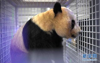 4只旅日大熊猫平安抵达成都，国宝回家，温暖人心