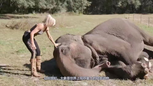 悲剧！女子拍到野牛跌入温泉被活活煮死，现场画面令人触目惊心